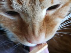 -Cappucimeow猫咪咖啡馆(韦伯时代店)