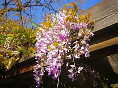 -白塘生态植物园