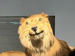 -上海自然博物馆