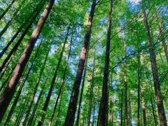 -山王坪喀斯特国家生态公园