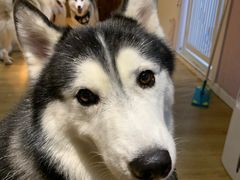 -Husky Go! 哈士奇体验馆·宠物咖啡厅狗咖