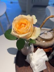 -玛莲朵·海菲秀冰珀科