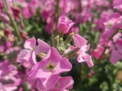 -天适樱花悠乐园