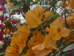 -金科花卉市场