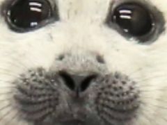 -瑞派·关忠动物医院·异宠专科·犬猫肿瘤·皮肤专科(望京店)