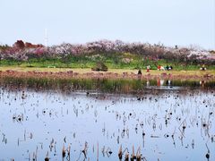 -上海海湾国家森林公园