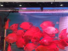 -苏州艺都古玩花鸟市场