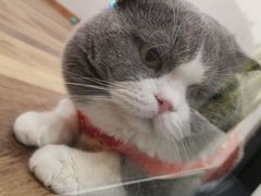 -袖虎·猫馆(体育西路店)
