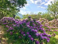 -名花谷生态庄园