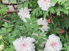 -洛阳市隋唐城遗址植物园