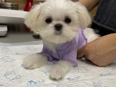 -爱侣宠医·鹦鹉专科·小型哺乳类·异宠专科(灵石路店)