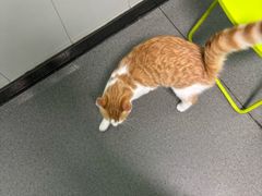 -半岛宠物医院24小时(科华中路店)