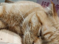 -藏猫猫咖啡主题馆(中央大道店)