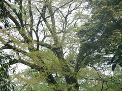 -綦江古剑山