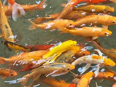 -楠溪江风景名胜区