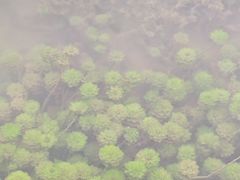 -靖西鹅泉风景区
