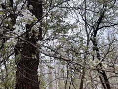 -黄海国家森林公园