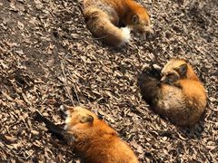 -宫城藏王狐狸村