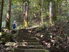 -天目山大树王景区