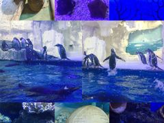 -华夏文旅海洋公园