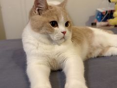 -小猫来了·猫舍(红山六九七九店)