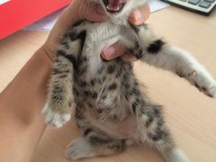 -蓝海西城宾馆四季火锅