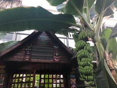 -呀路古热带植物园