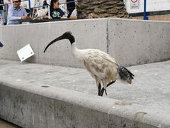 -悉尼鱼市场