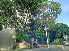 -北海金海湾红树林生态旅游区