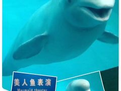 -蓬莱欧乐堡海洋极地世界