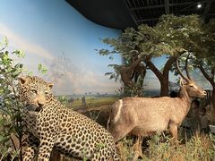 -陕西自然博物馆