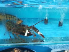 -港畔赶海蒸汽海鲜烧烤自助(仙螺岛店)