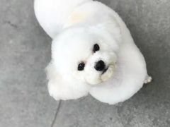 -嘟宝宠物生活馆(白桦林居店)