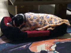 -思琪宠物医院(昆山花桥店)