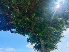 -观海酒廊(惠州金海湾喜来登度假酒店)