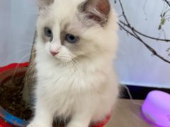 -喵宠乐园·撸猫互动·猫舍