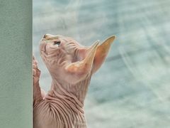 -飞行喵MR PILOT|猫舍·猫咖(静安大融城店)