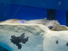 -大连圣亚海洋世界