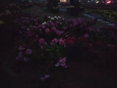 -花博汇(知音花月夜)