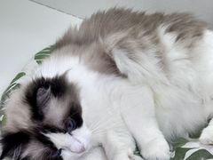 -青奢宠物·青奢猫舍