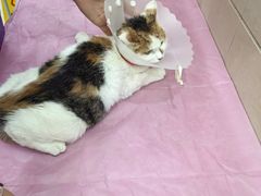 -北京观赏动物医院·24小时大型综合·猫专科·异宠专科