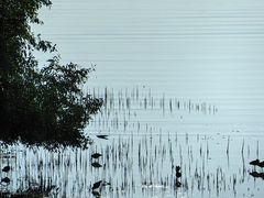 -深圳湾公园(南山区)