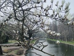 -上海共青森林公园