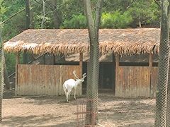 -沈阳森林动物园