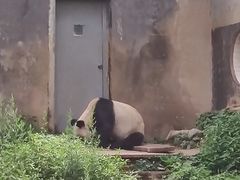 -中国大熊猫保护研究中心雅安碧峰峡基地