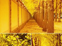 -三里屯东五街银杏大道