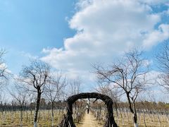 -上海海湾国家森林公园