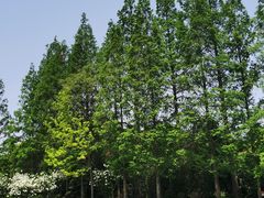 -上海滨江森林公园