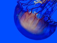 -上海海洋水族馆