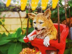 -喜柴咖啡·柴犬狗咖